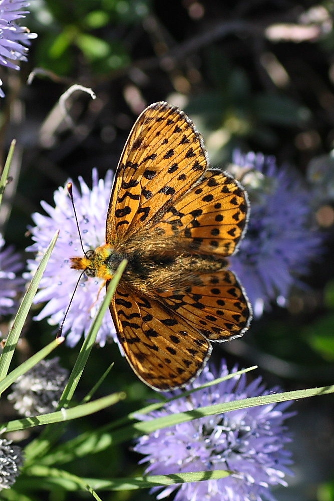 Nymphalidae da identificare