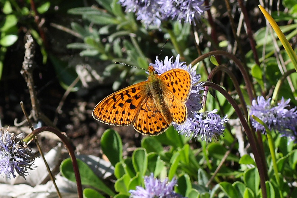 Nymphalidae da identificare