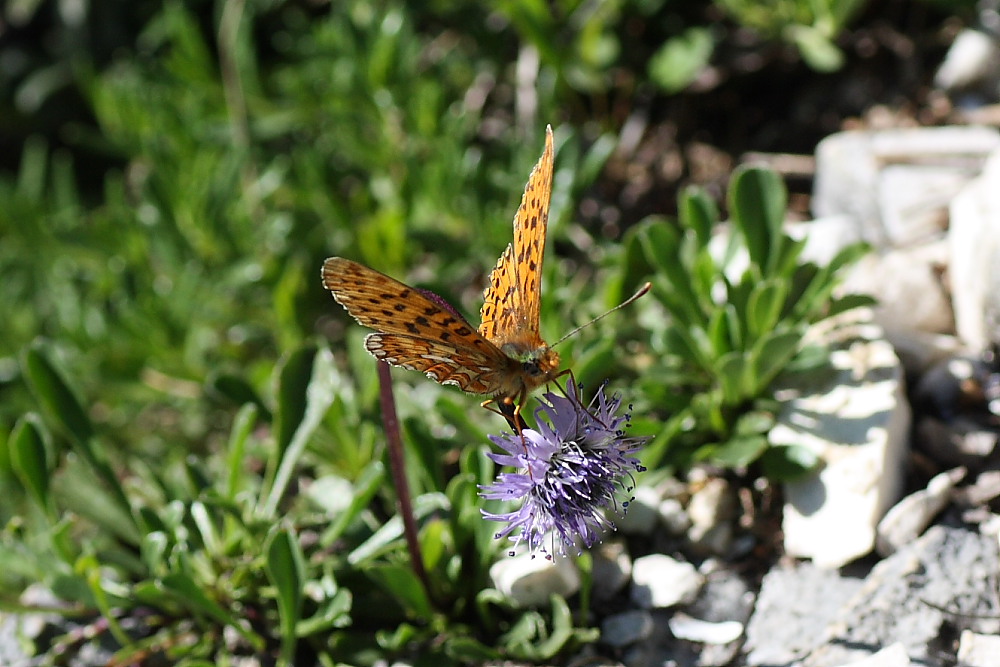 Nymphalidae da identificare