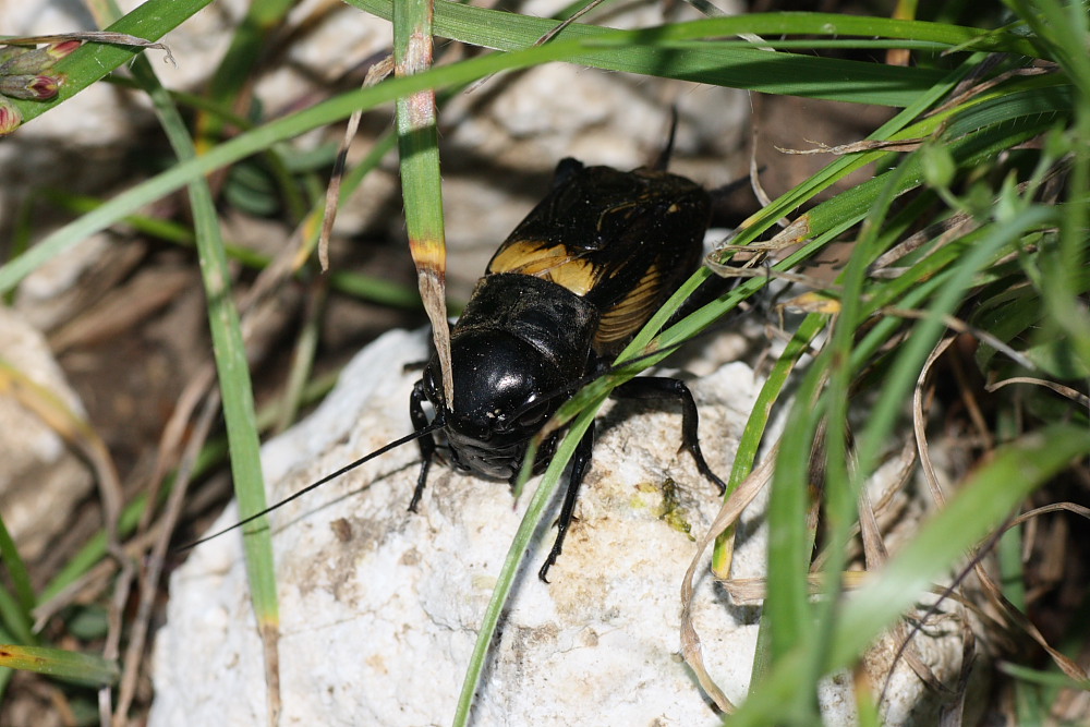 Sul Monte San Vicino