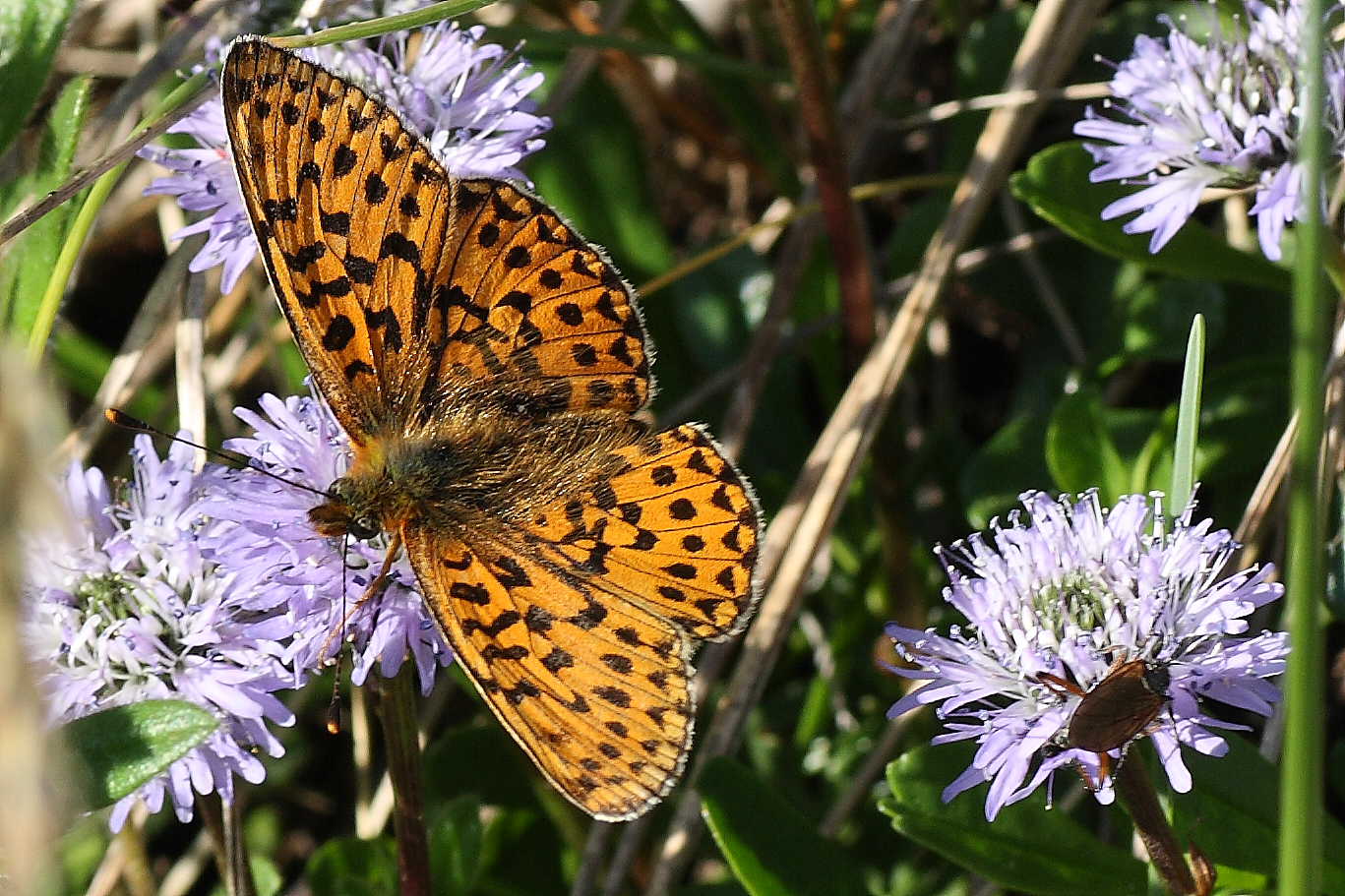 Nymphalidae da identificare