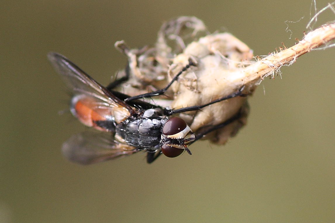 Cylindromyia cf. intermedia ♂ (Tachinidae)