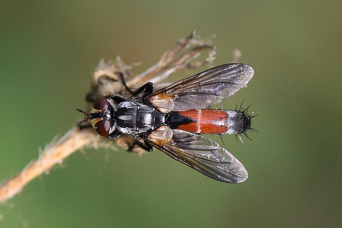 Cylindromyia cf. intermedia ♂ (Tachinidae)