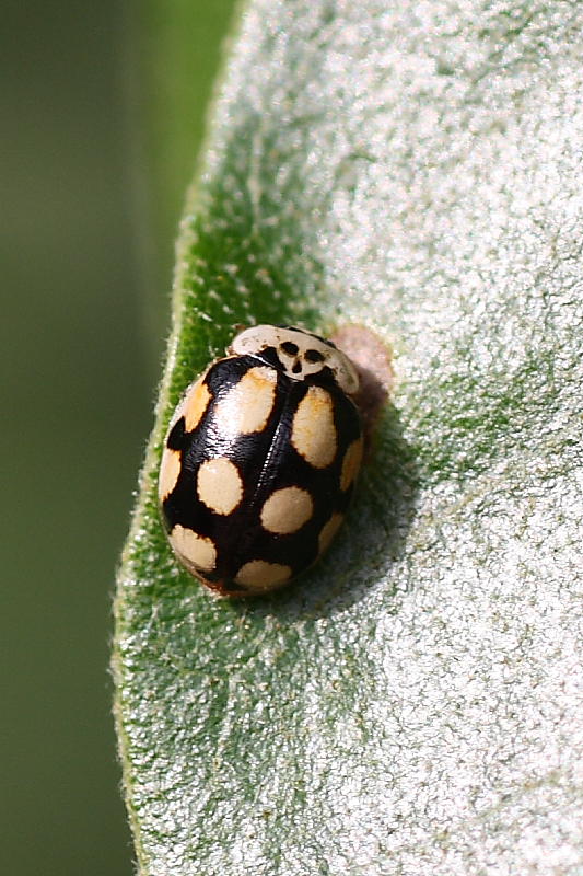 Adalia decempunctata