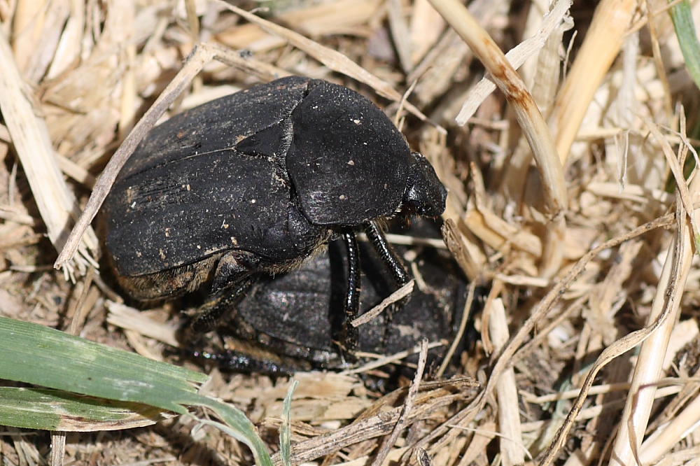 Netocia morio ?
