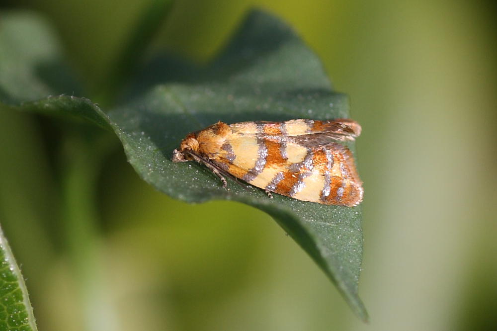 Da identificare : Aethes tesserana