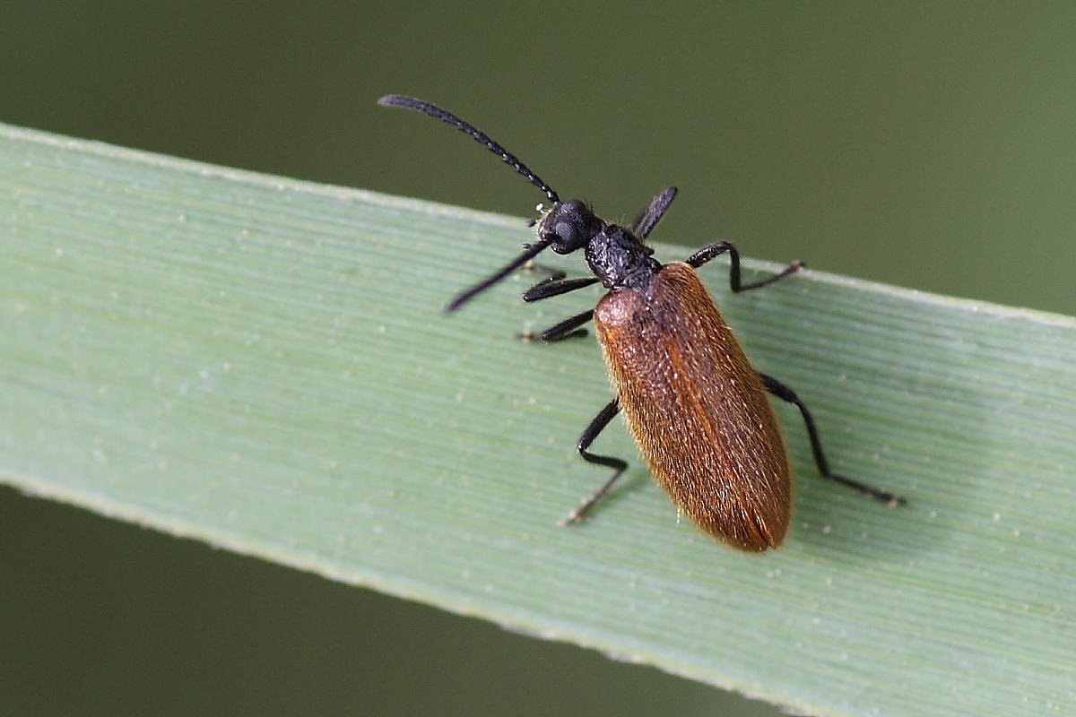 Da identificare