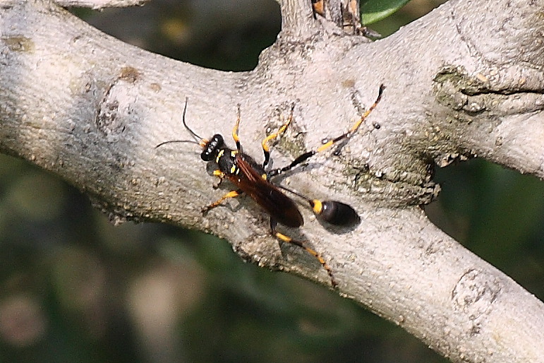 Sceliphron caementarium