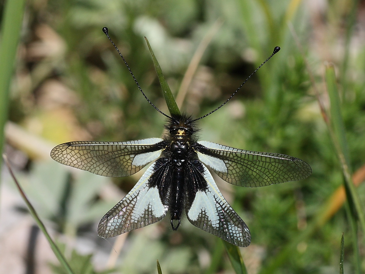 Libelluloides coccajus e Libelluloides lacteus