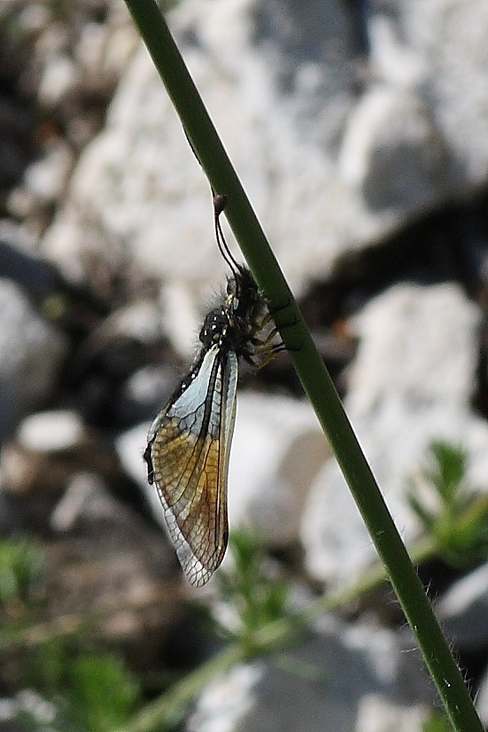 Libelluloides coccajus e Libelluloides lacteus