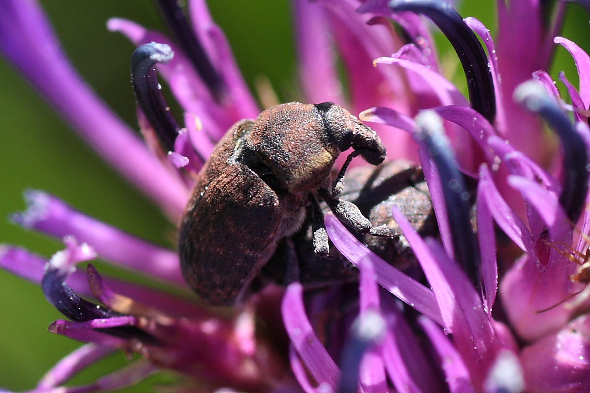 Curculionidi da identificare