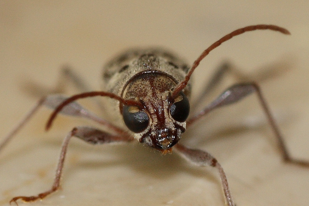 Coleorttero casalingo: Xylotrechus stebbingi