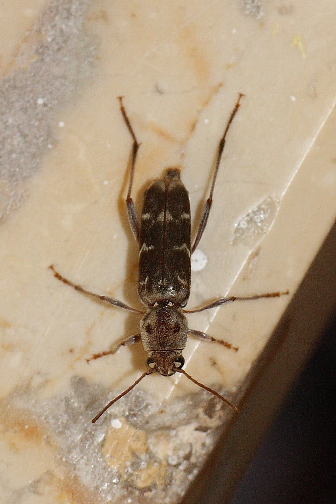 Coleorttero casalingo: Xylotrechus stebbingi