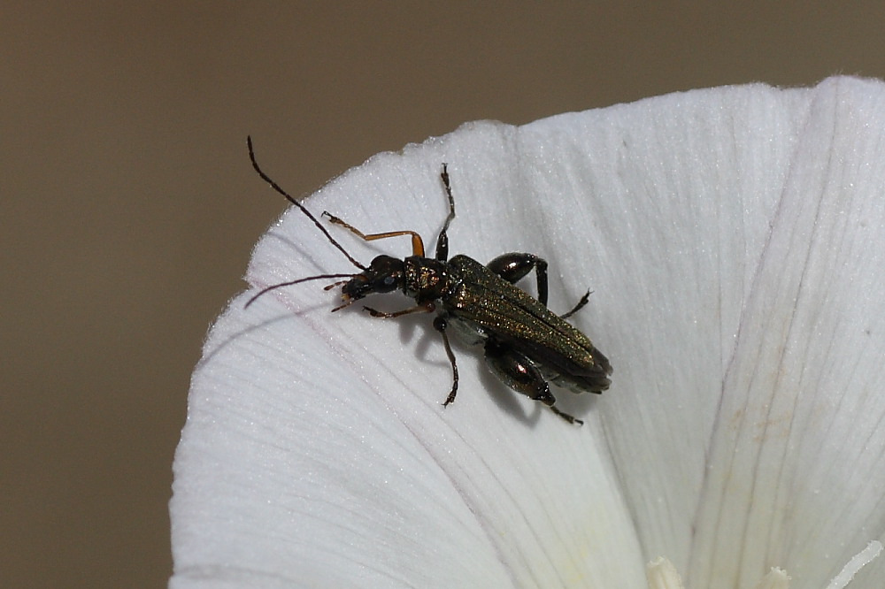 Oedemera flavipes ?