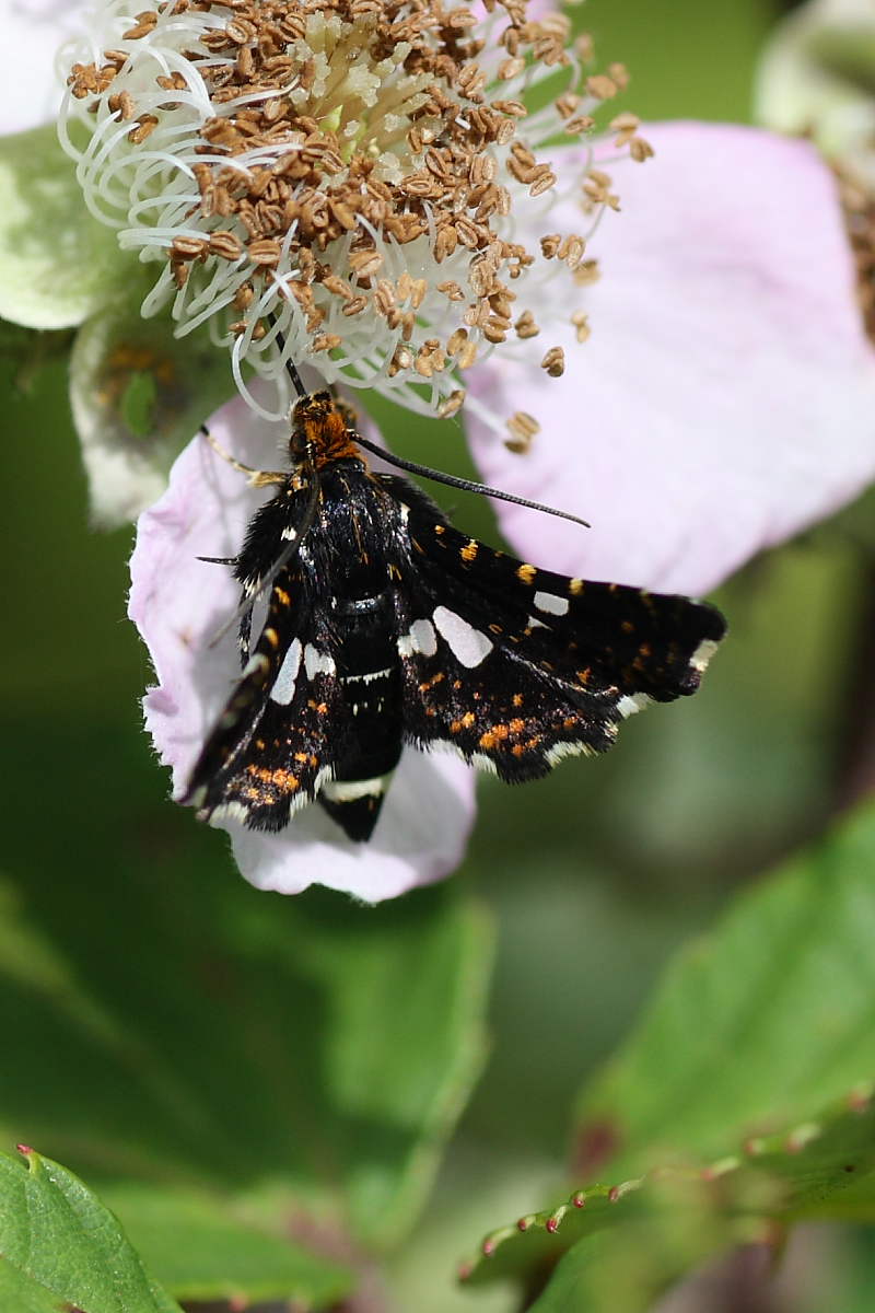 Da identificare - Thyris fenestrella