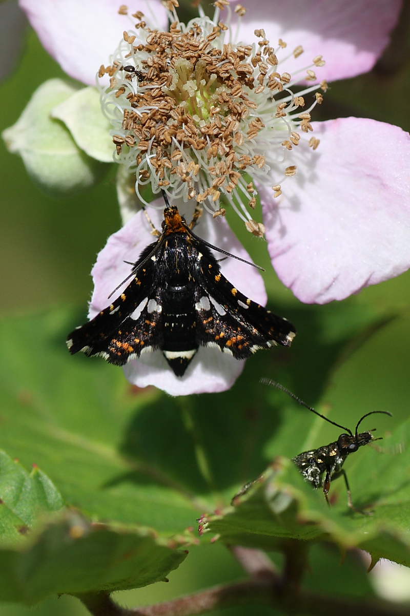 Da identificare - Thyris fenestrella