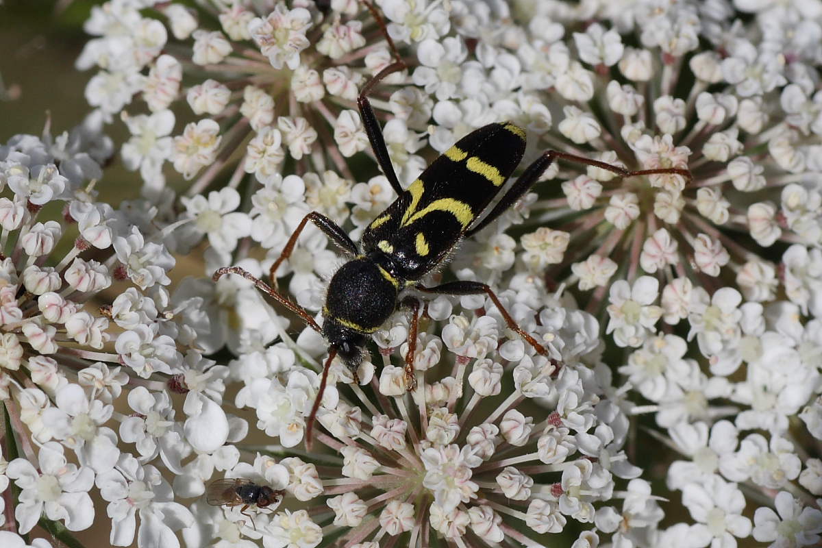 Clytus arietis? No, C. rhamni