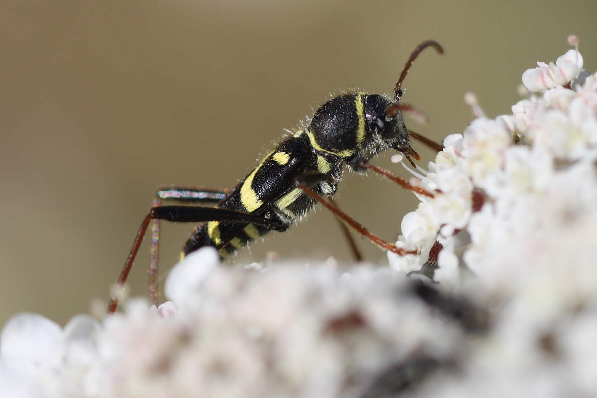 Clytus arietis? No, C. rhamni