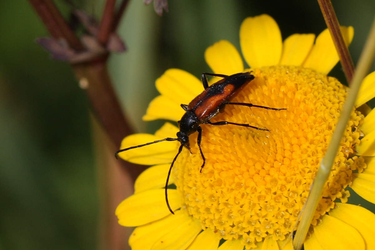 Stenurella bifasciata