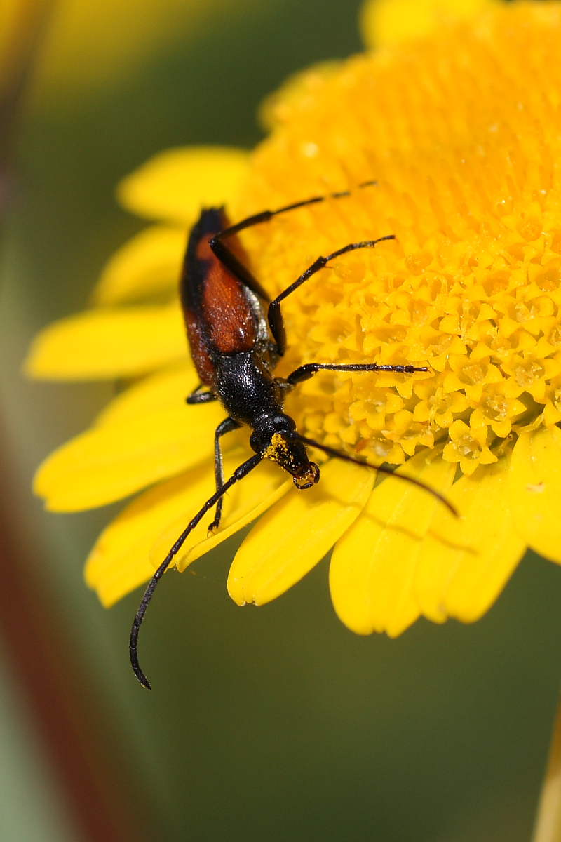 Stenurella bifasciata