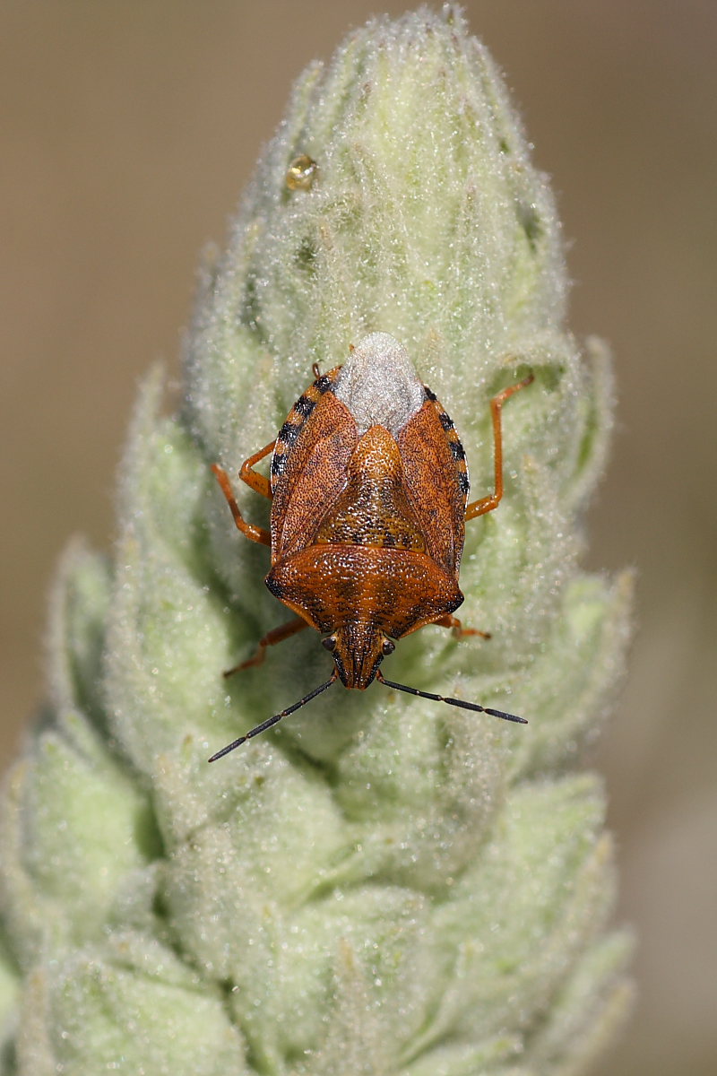 Incontro tra Carpocoris pudicus