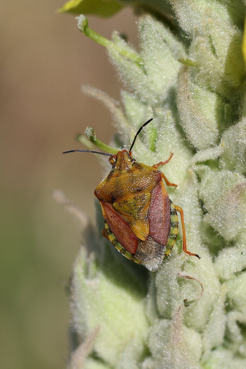 Incontro tra Carpocoris pudicus