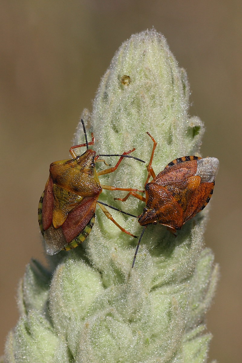 Incontro tra Carpocoris pudicus
