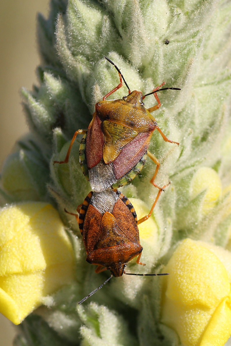Incontro tra Carpocoris pudicus