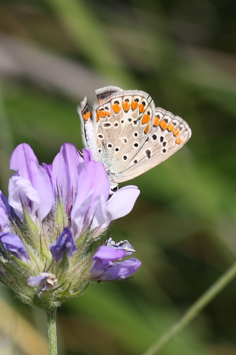 Polyommatus icarus ?