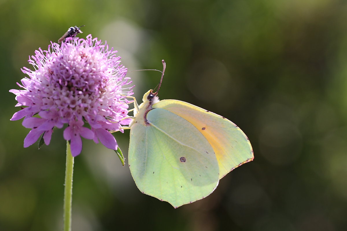 Gonepteryx cleopatra del Conero