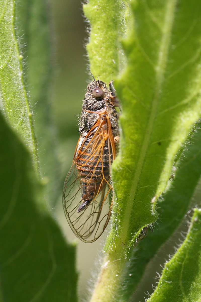 Cicadetta sp.