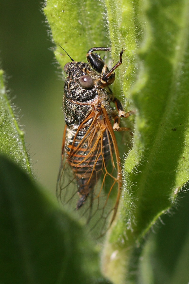 Cicadetta sp.