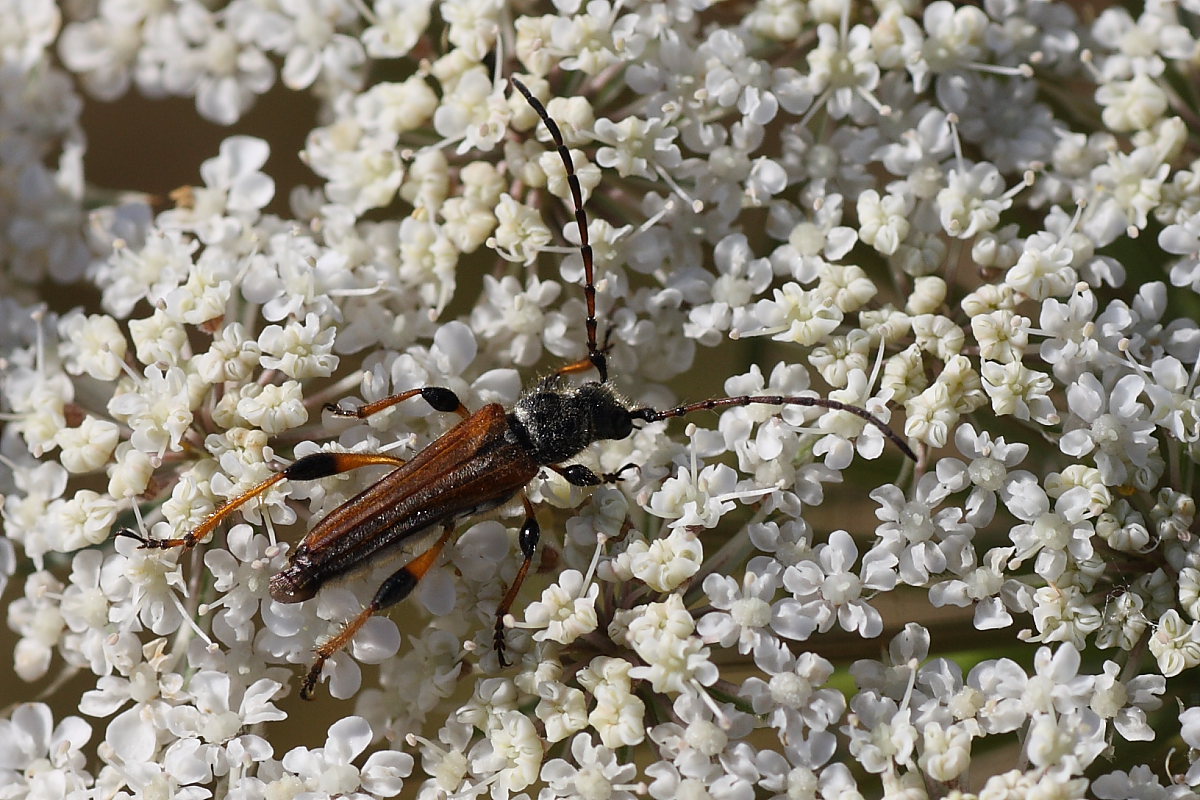 Cerambycidae: Stenopterus rufus ?  No, Stenopterus ater