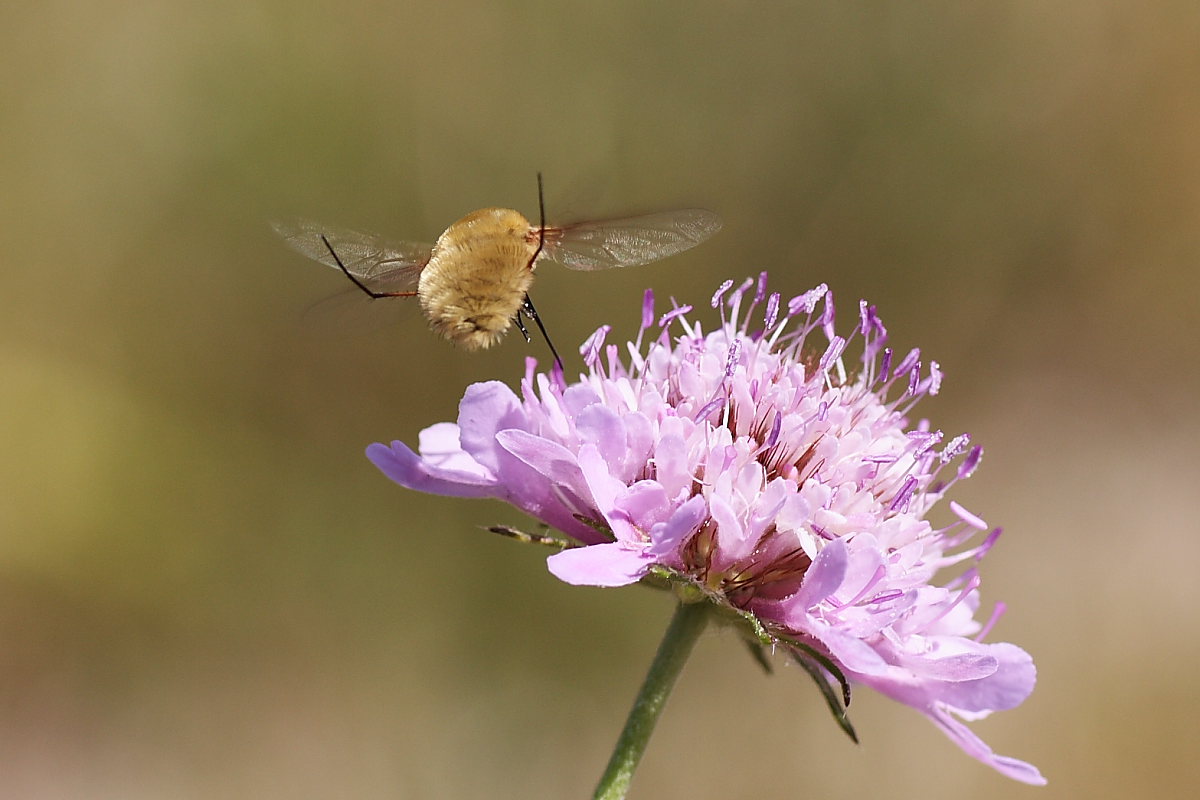 Systoecus ctenophorus ♀  (Bombyliidae)