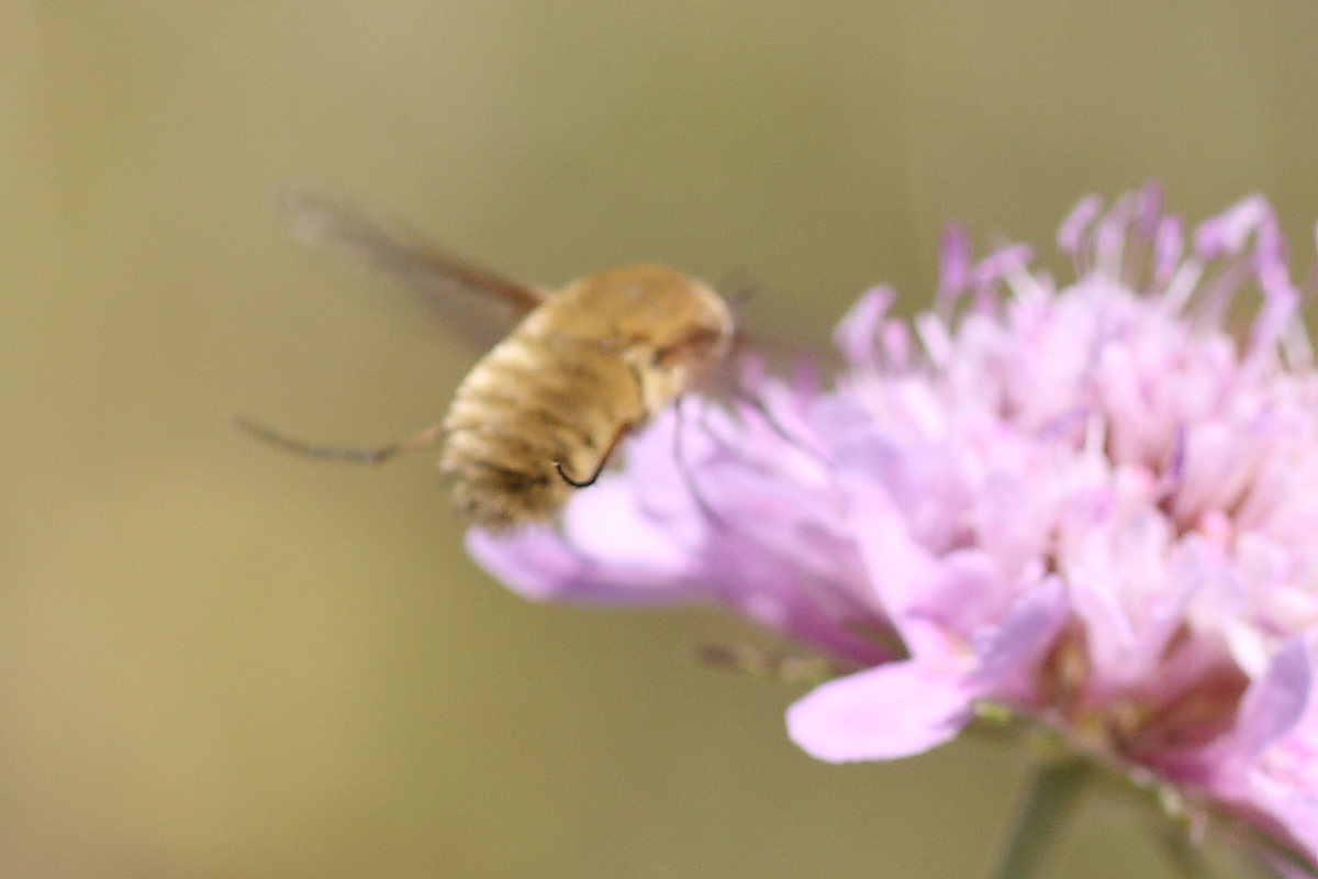 Systoecus ctenophorus ♀  (Bombyliidae)