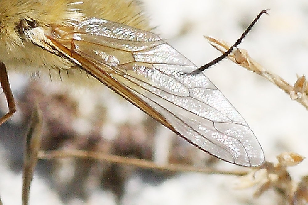 Systoecus ctenophorus ♀  (Bombyliidae)