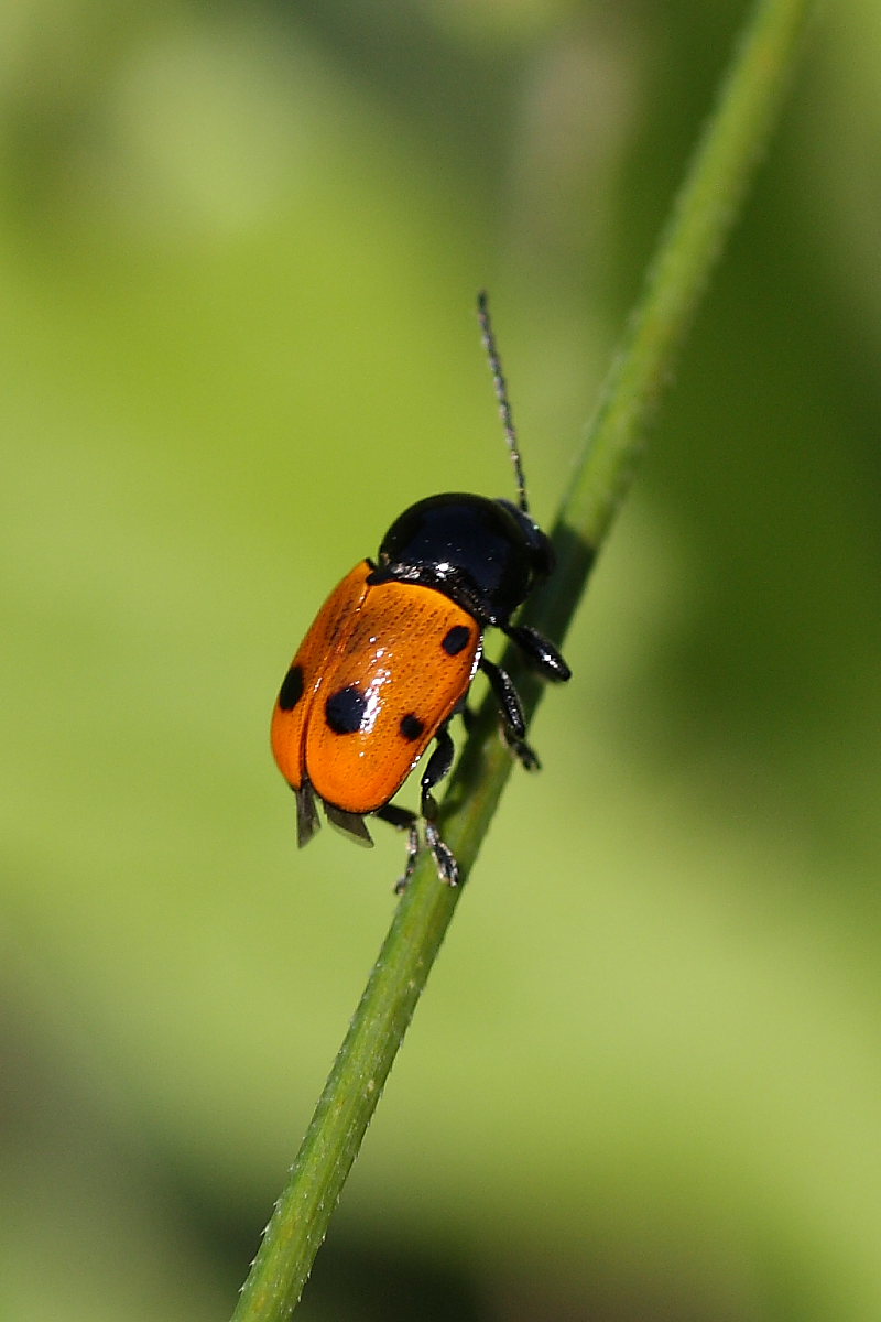 Cryptocephalus trimaculatus