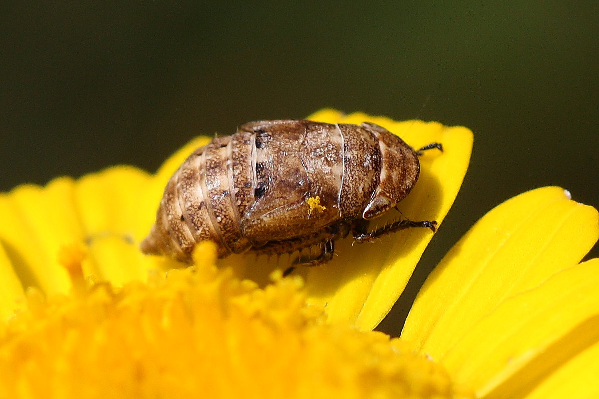 ninfa di Cicadellidae (subfam. Deltocephalinae?)