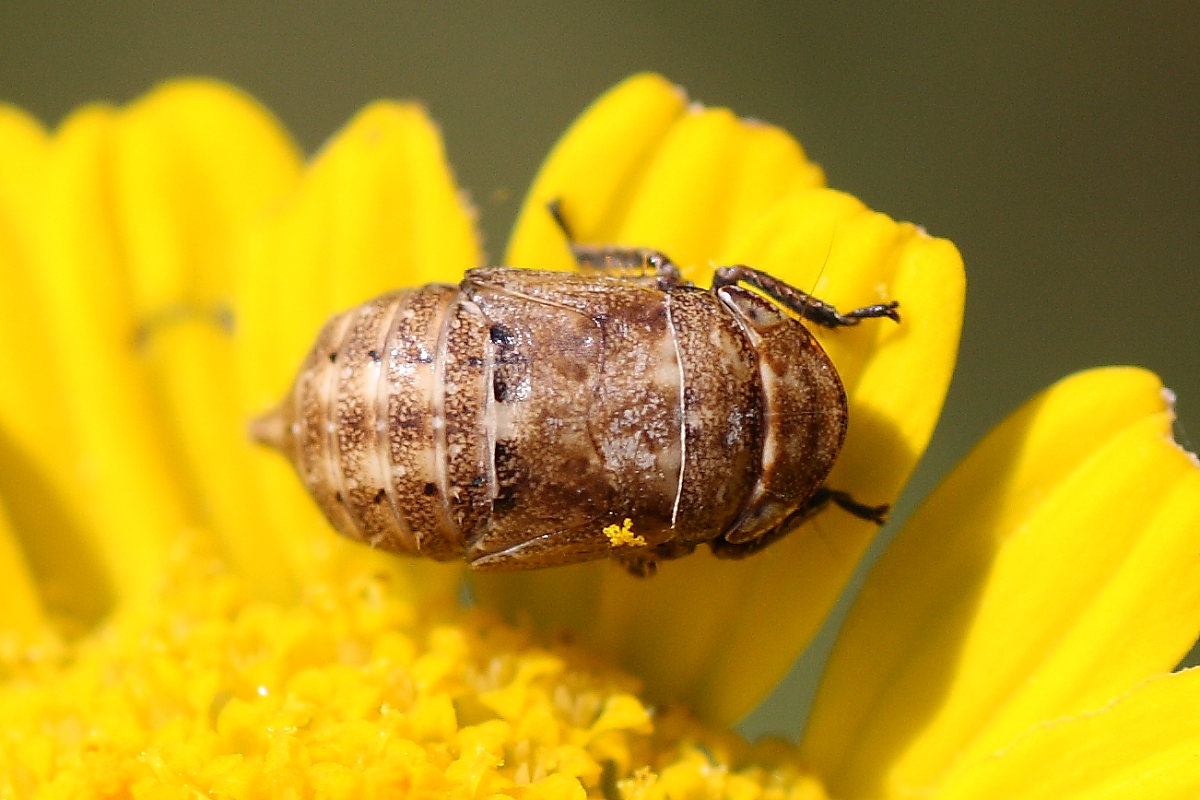 ninfa di Cicadellidae (subfam. Deltocephalinae?)