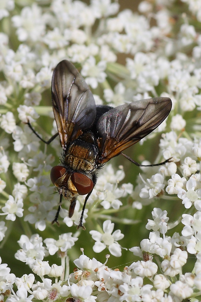 Ectophasia crassipennis ♂ (Tachinidae).