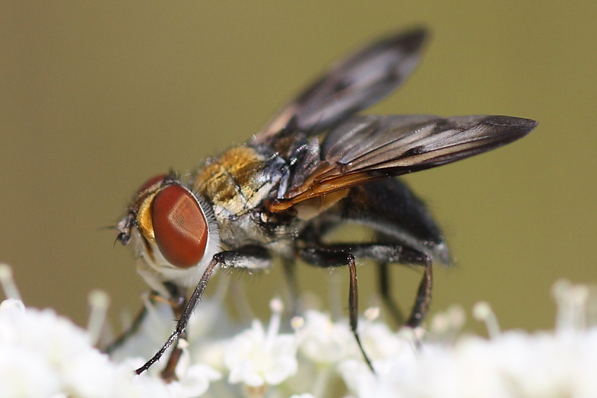 Ectophasia crassipennis ♂ (Tachinidae).