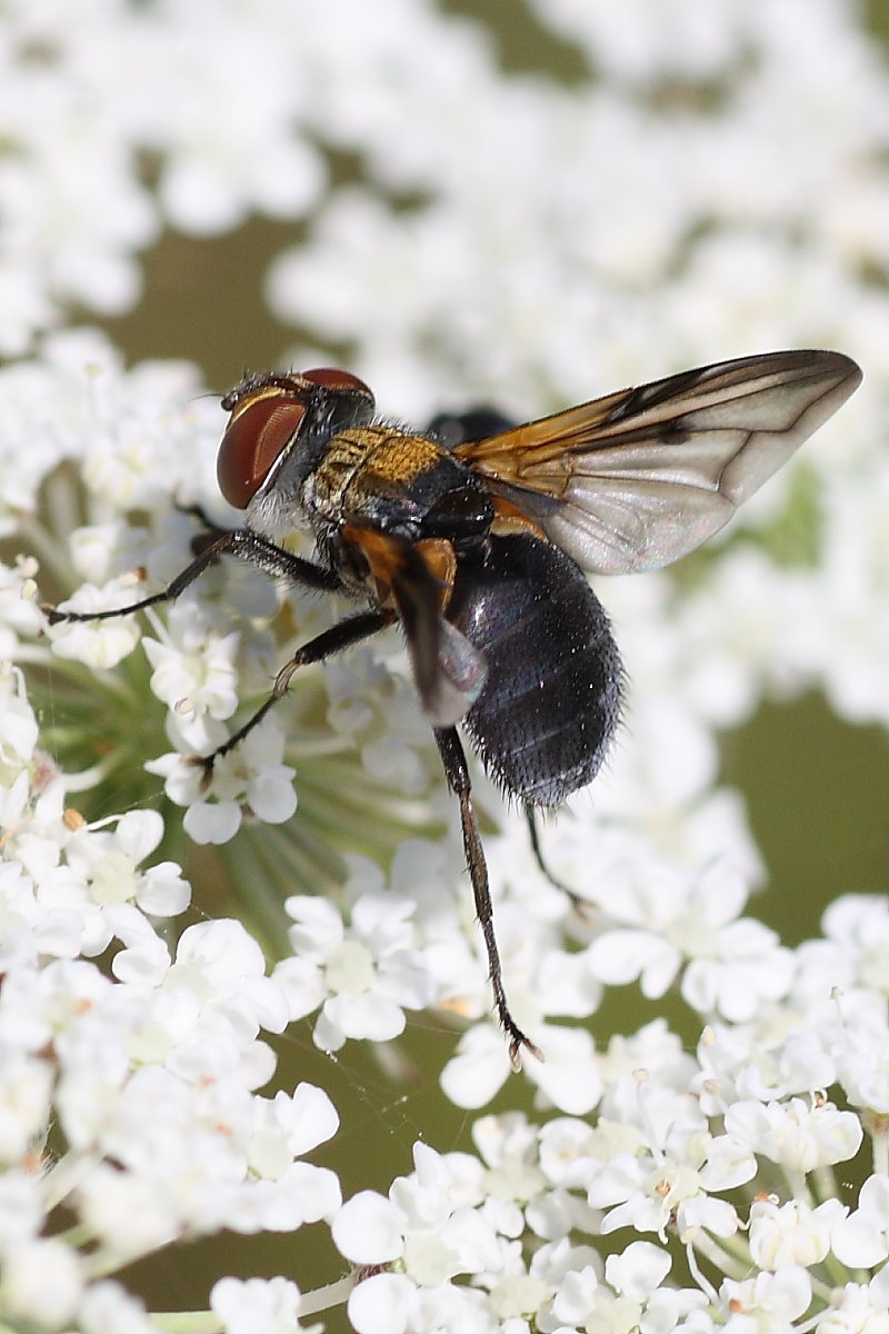 Ectophasia crassipennis ♂ (Tachinidae).