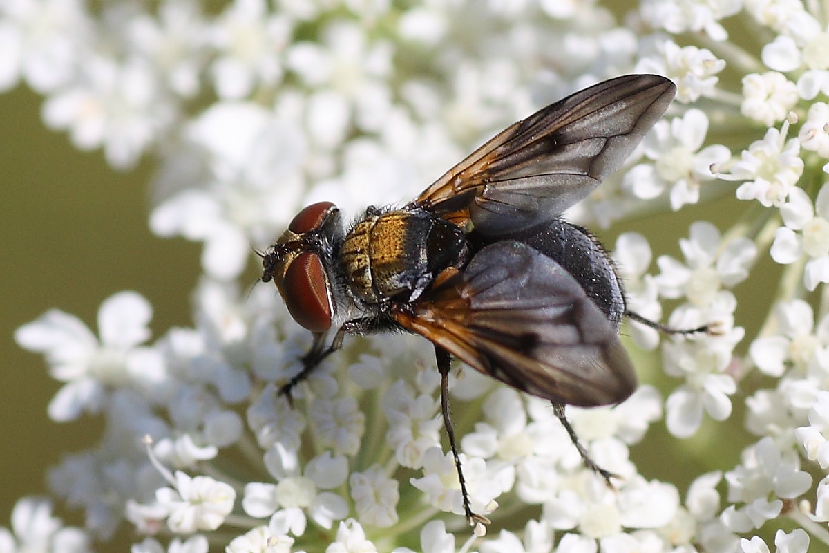 Ectophasia crassipennis ♂ (Tachinidae).