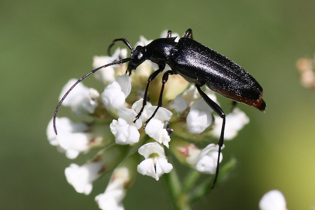 Stenurella nigra