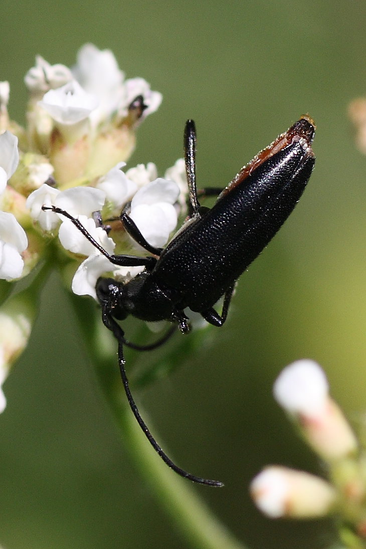 Stenurella nigra