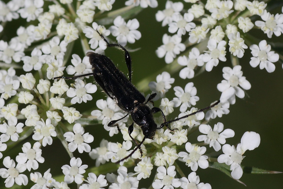 Cerambycidae: Stenopterus rufus ?  No, Stenopterus ater