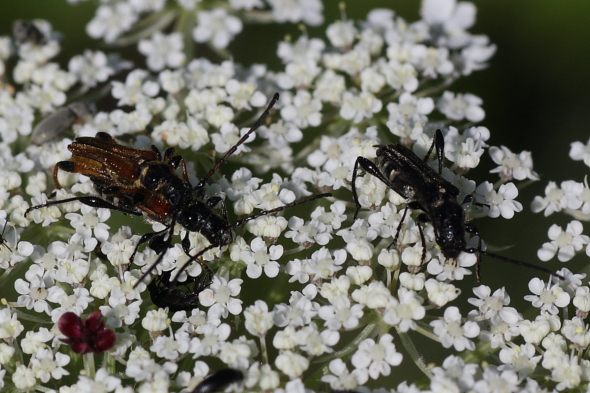 Cerambycidae: Stenopterus rufus ?  No, Stenopterus ater
