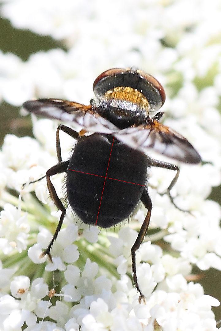 Ectophasia crassipennis ♂ (Tachinidae).