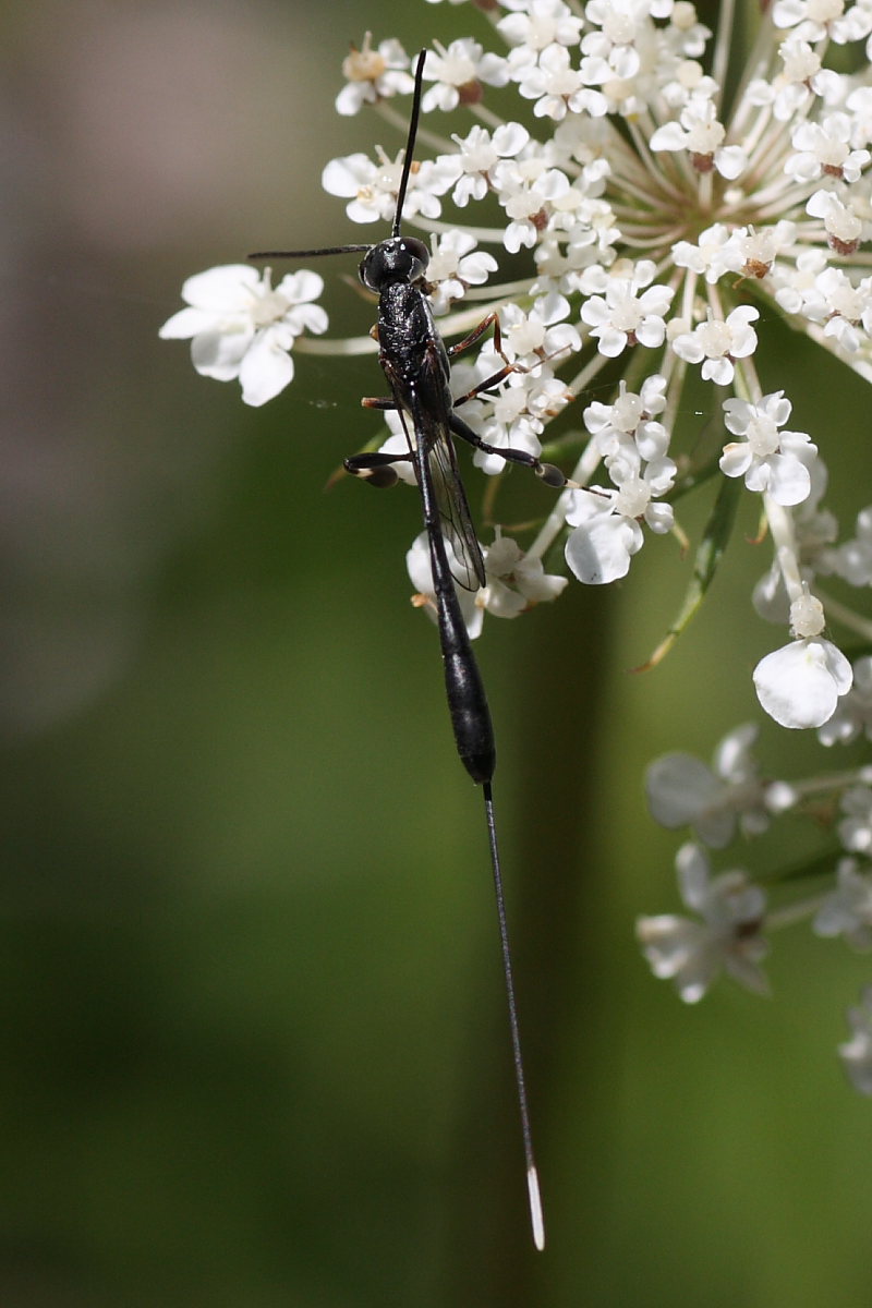 Gasteruption sp. di colore nero