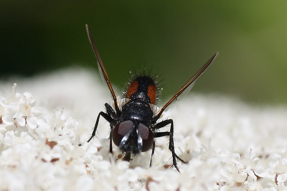 Clairvillia biguttata ♂ (Tachinidae)